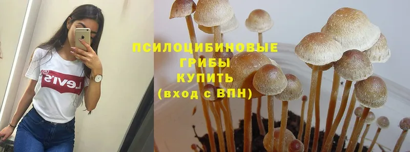 Псилоцибиновые грибы Cubensis  закладка  Лесосибирск 