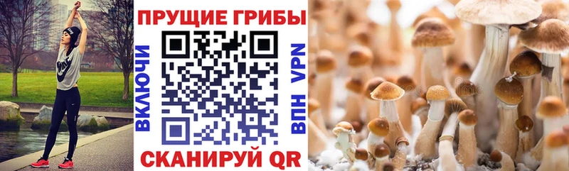 MEGA как зайти Лесосибирск Галлюциногенные грибы мицелий